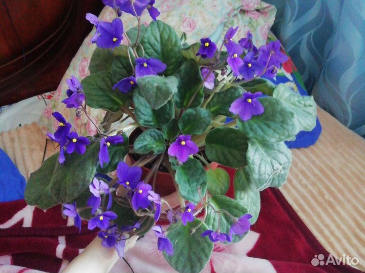 Комнатные растения