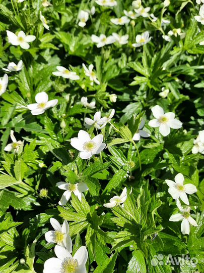 Цветы для сада