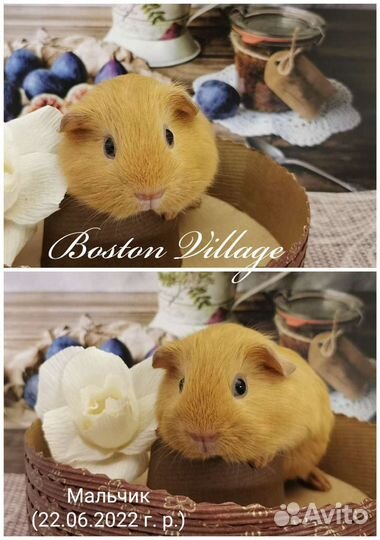 Морская свинка мальчик