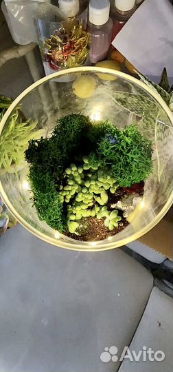 Флорариум. Суккулеты. Букет. Подарок