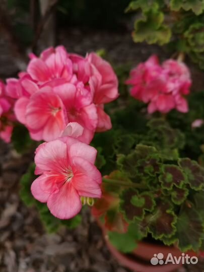 Герань пеларгония разной расцветки