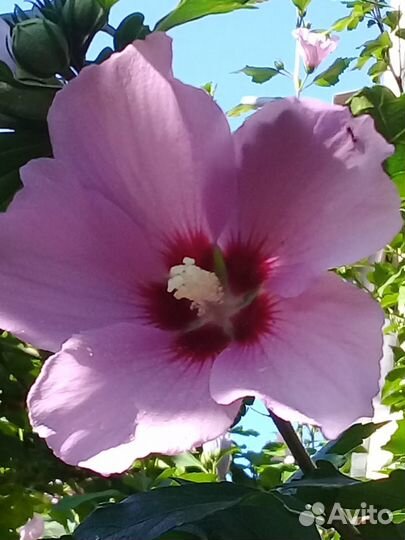 Саженцы,семена: гибискус,пальма,лавр