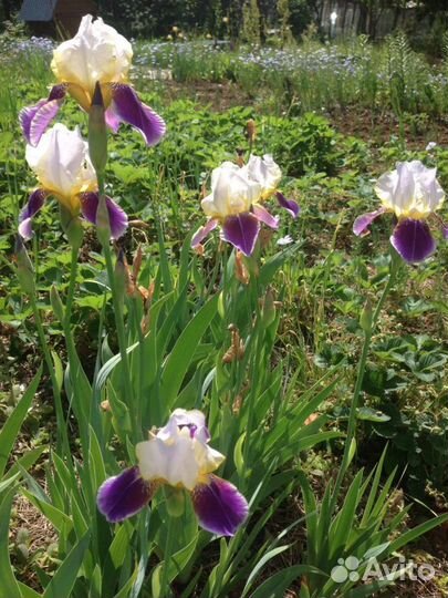 Ирисы