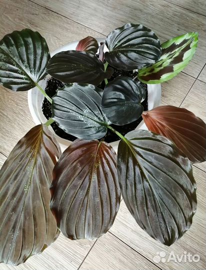 Цветики домашние