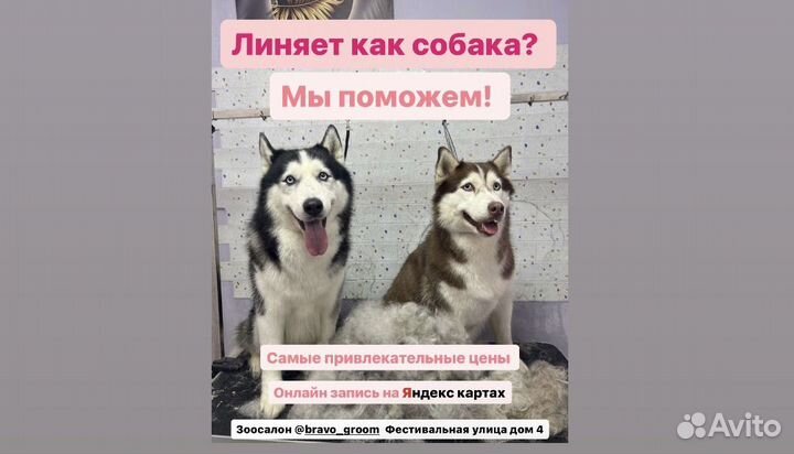 Экспресс линька собак и кошек