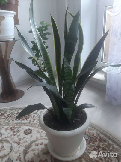 Сансевиерия