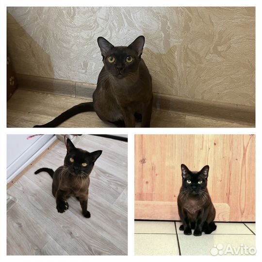Бурманская кошка