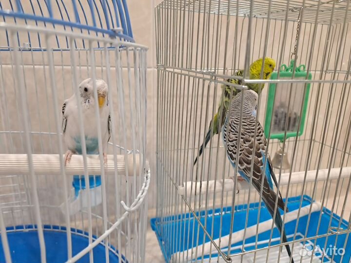 Волнистый попугай