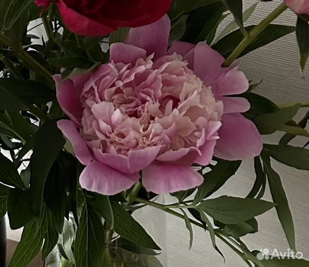 Пионы, 3 расцветки