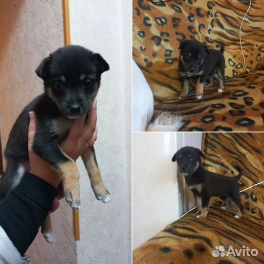 Щенок девочка в добрые руки бесплатно