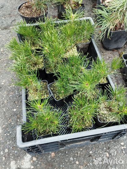 Горная сосна 