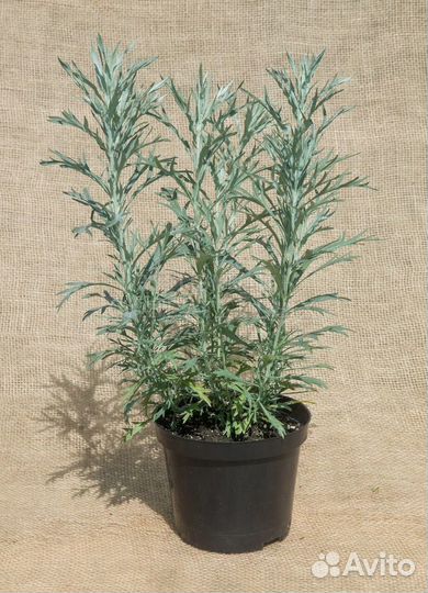 Полынь людовика