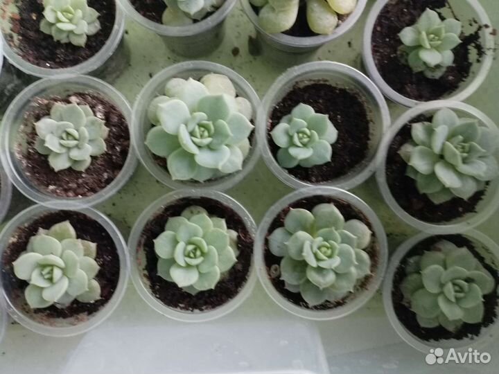 Флорариум суккуленты, суккуленты, ехеверия