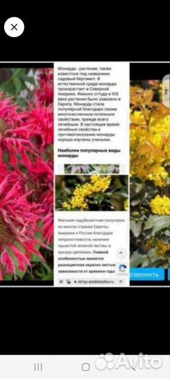 Дейция,Гортензии, хосты