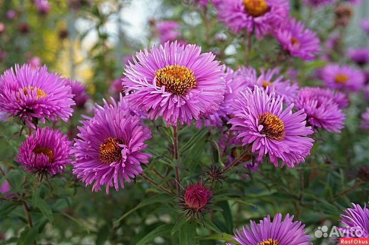 Астры в ассортименте и примула