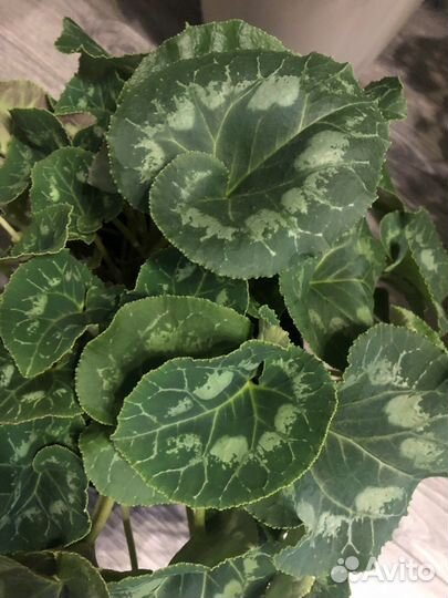 Более 100 комнатных растений к продаже в профиле