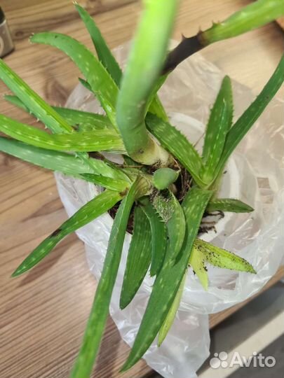 Алоэ мыльный