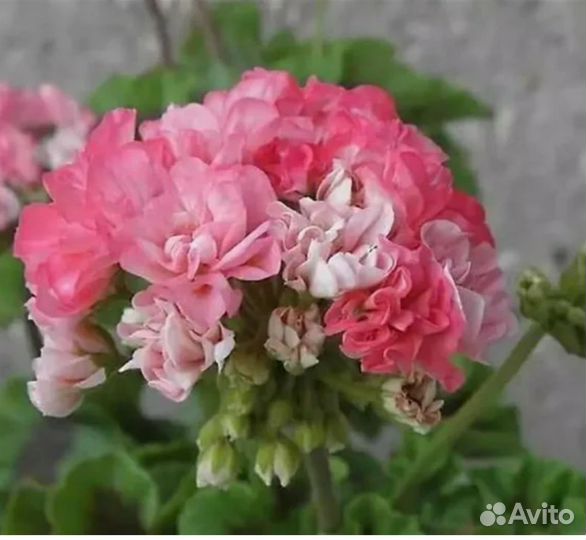 Пеларгония