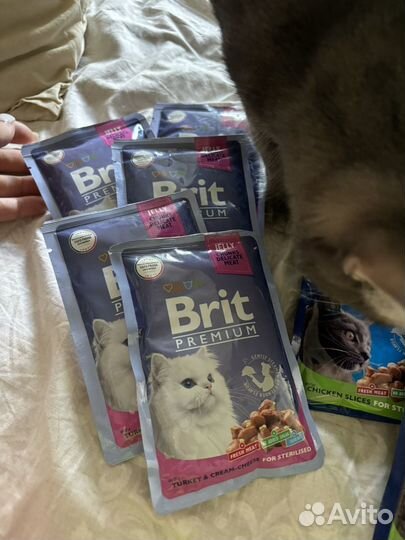 Корм для кошек brit