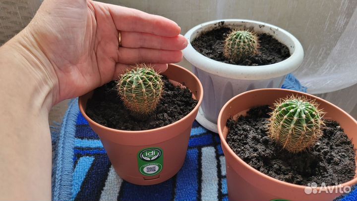 Кактусы и суккуленты