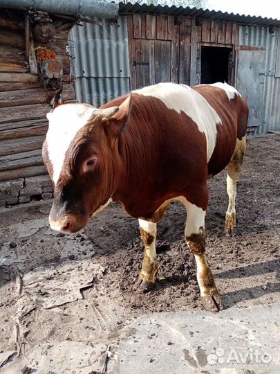Бык на племя