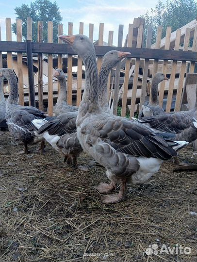 Гусь крупный серый