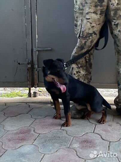 Немецкий ягдтерьер