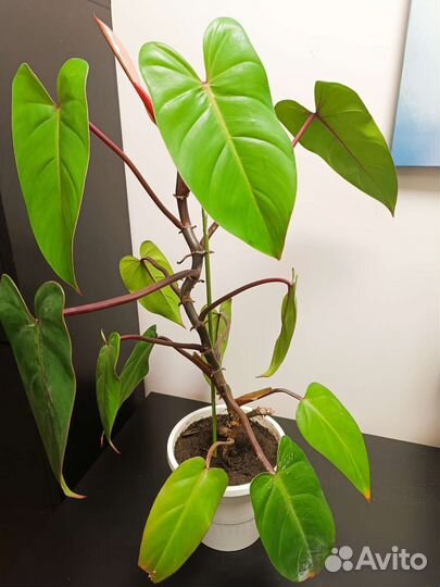 Филодендрон