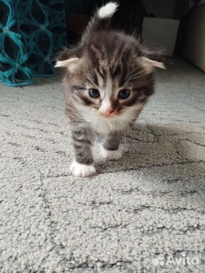 Котята в добрые руки бесплатно