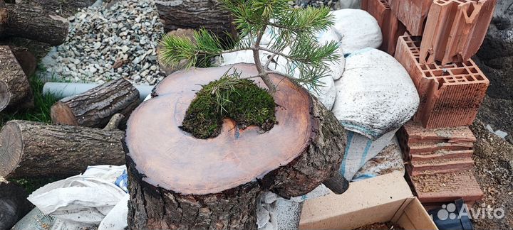 Сосна горная в кашпо