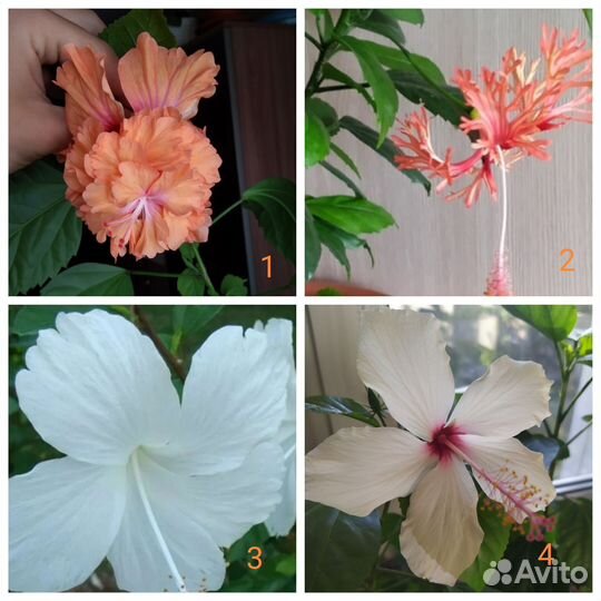Гибискусы сортовые