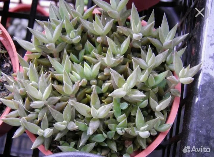 Суккуленты