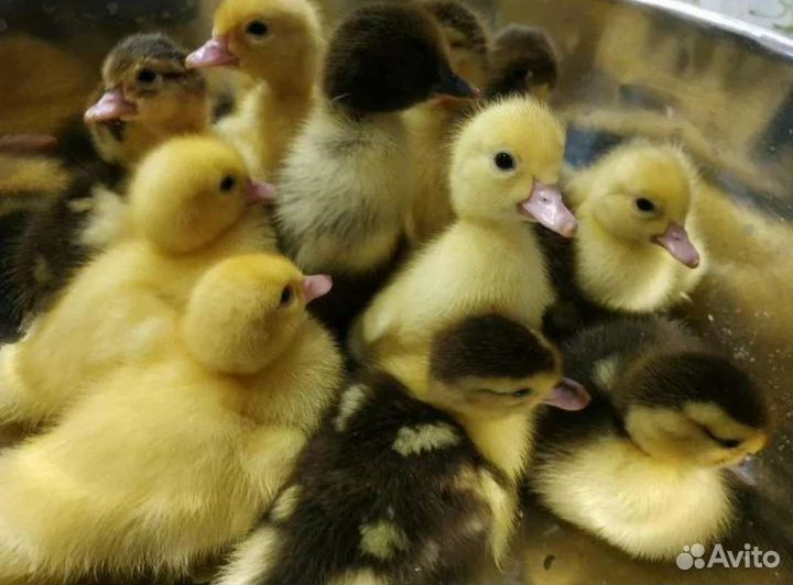 Утята мускусной утки