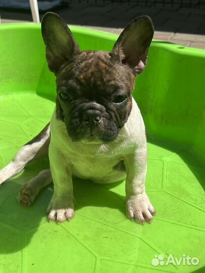 Французский бульдог щенок
