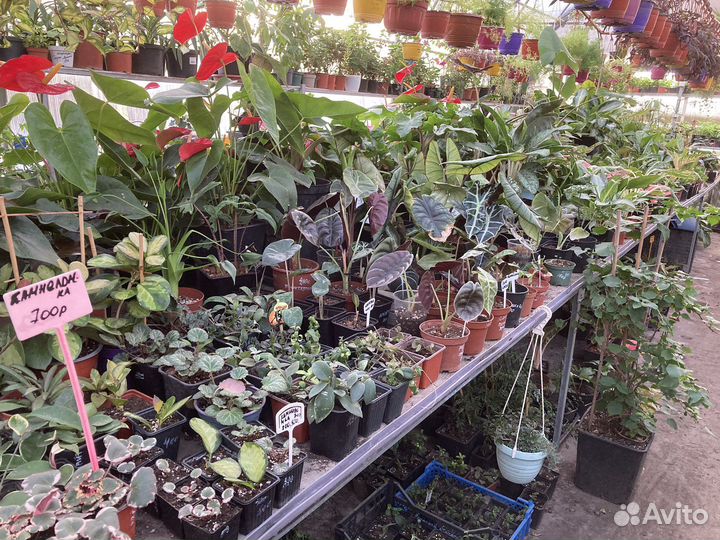 Алоказии разных сортов из питомника растений