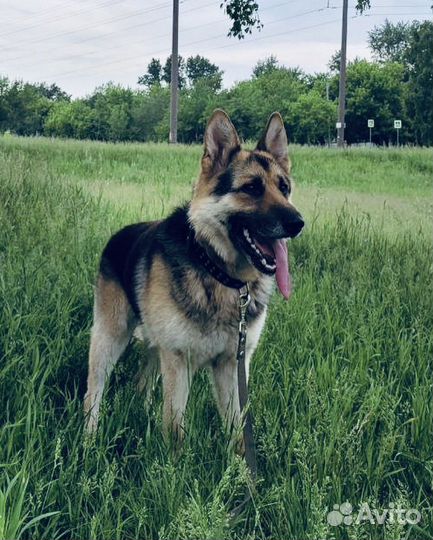 Овчарка не хочет погибать