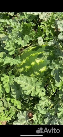 Арбуз Каристан