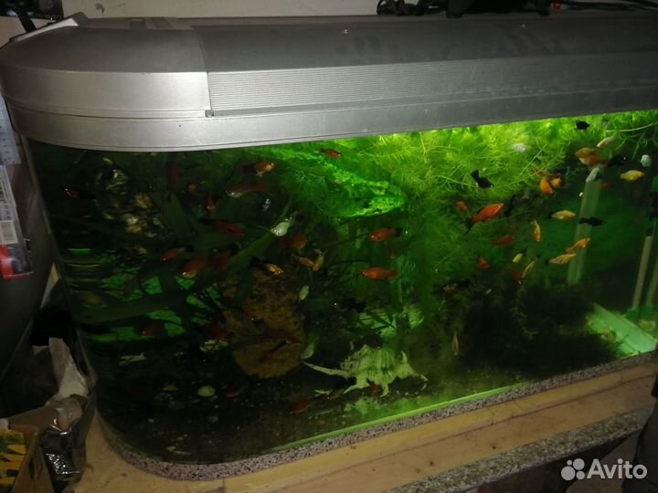 Аквариум