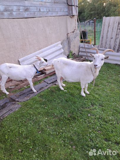 Коза зааненской породы