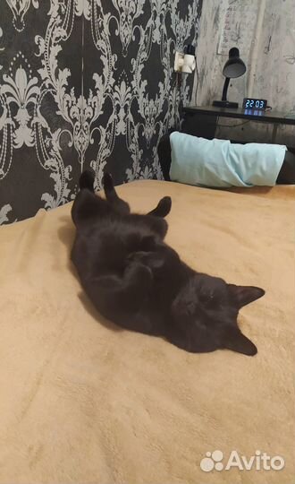 Передержка животных с любовью, в домашних условиях