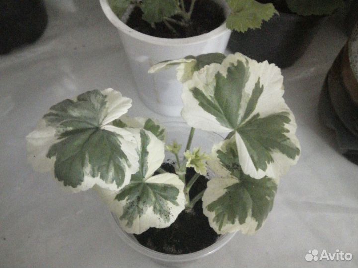 Продам пеларгонию сорт Frank headli