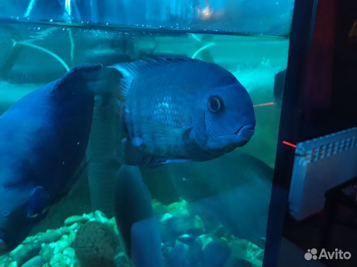 Аквариумные рыбки