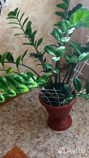 Замиокулькас