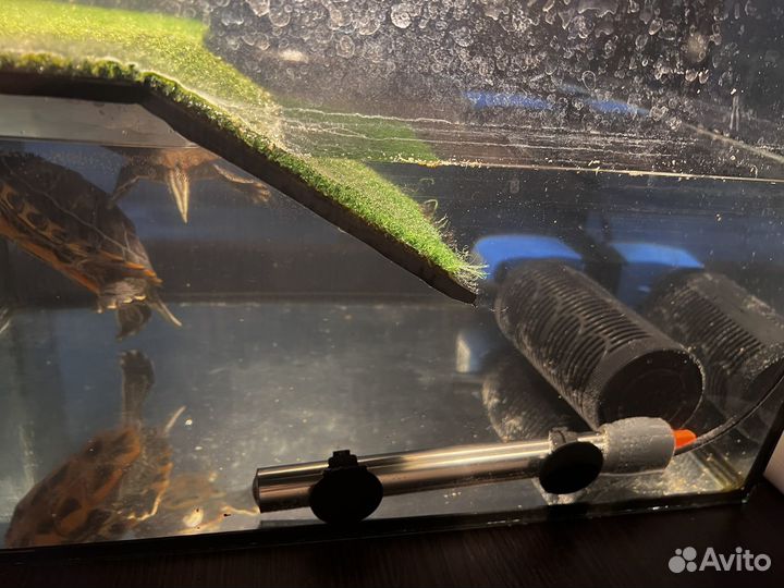 Аквариум с черепахами