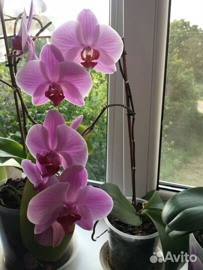 Цветущие орхидеи