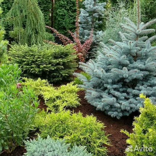 Хвойные и декоративные растения