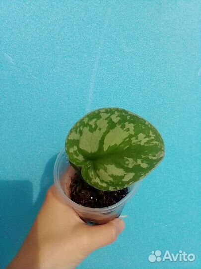 Сциндапсус Сильвер Энн, сциндапсус Экзотика