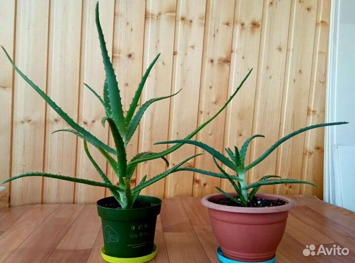 Лечебные Алоэ,Каланхоэ, Толстянка