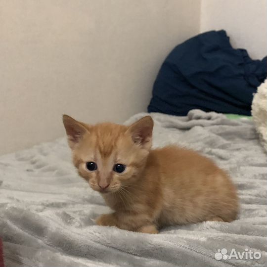 Рыжий котенок