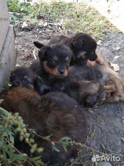 Щенок в добрые руки бесплатно маленькая порода